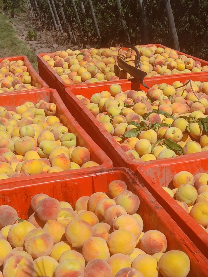 Finca en pleno crecimiento de dos parcelas en Cañada Seca,San Rafael, Mendoza