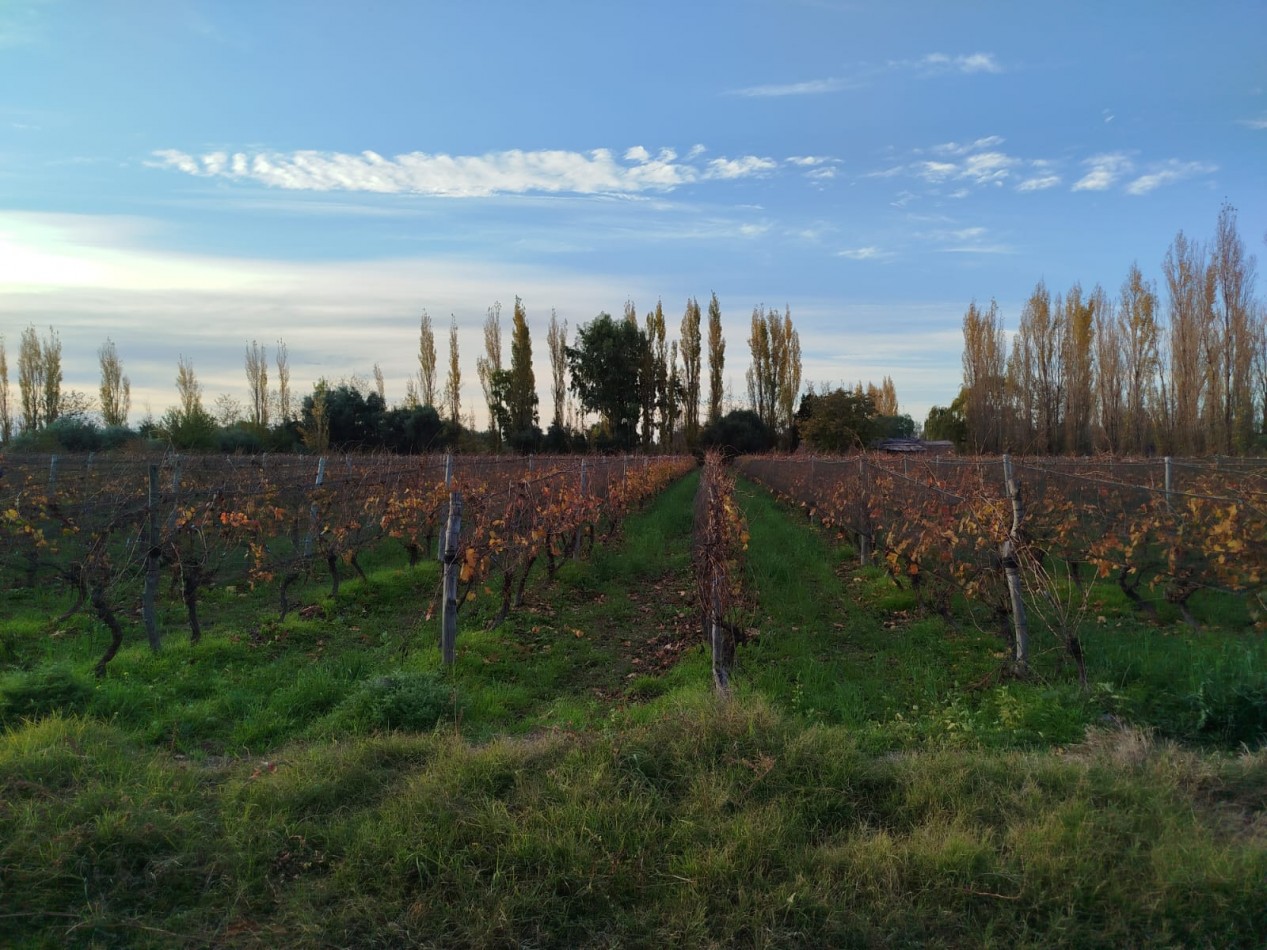 Finca en pleno crecimiento de dos parcelas en Cañada Seca,San Rafael, Mendoza