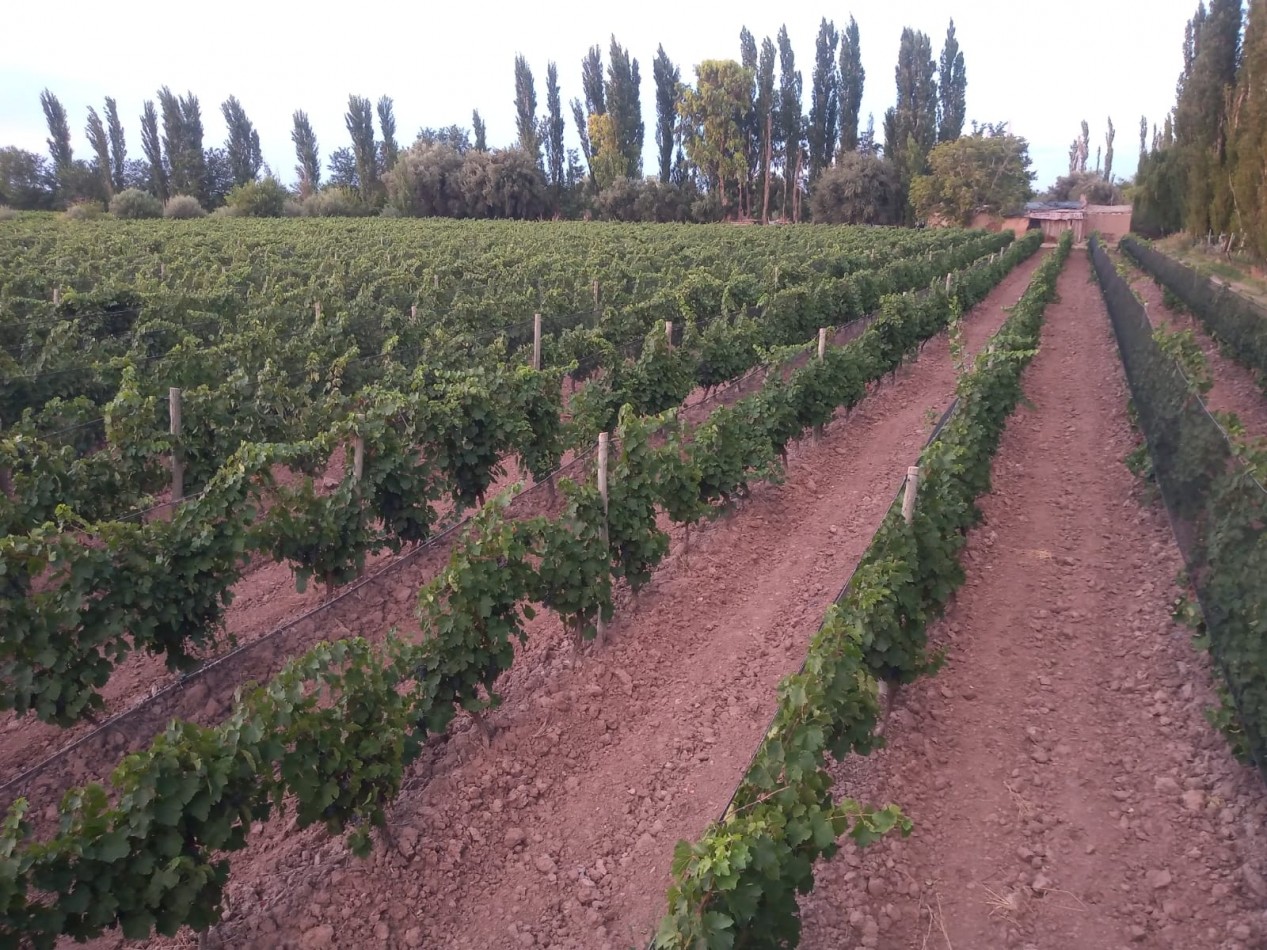 Finca en pleno crecimiento de dos parcelas en Cañada Seca,San Rafael, Mendoza