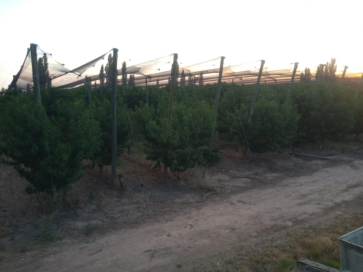 Finca en pleno crecimiento de dos parcelas en Cañada Seca,San Rafael, Mendoza