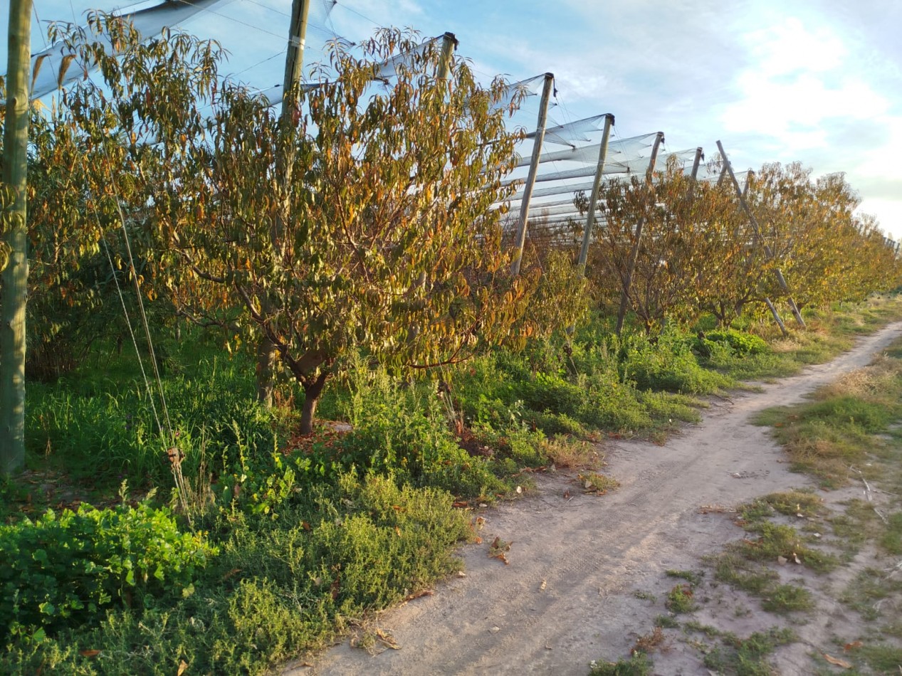 Finca en pleno crecimiento de dos parcelas en Cañada Seca,San Rafael, Mendoza