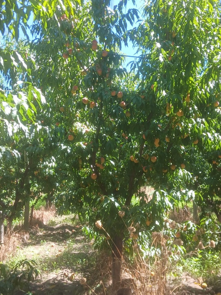 Finca en pleno crecimiento de dos parcelas en Cañada Seca,San Rafael, Mendoza