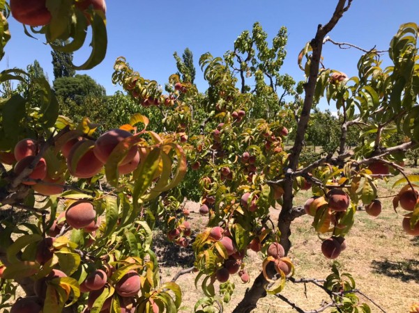 finca de 5500 m2 de plantacion de duraznos y casa de 120 m2 y galpon en Spinelli 751, El Cerrito