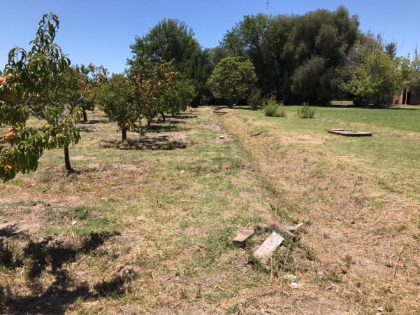 finca de 5500 m2 de plantacion de duraznos y casa de 120 m2 y galpon en Spinelli 751, El Cerrito