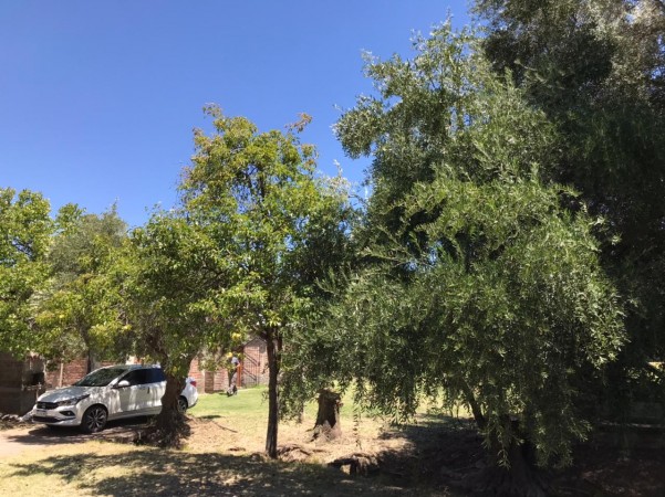 finca de 5500 m2 de plantacion de duraznos y casa de 120 m2 y galpon en Spinelli 751, El Cerrito