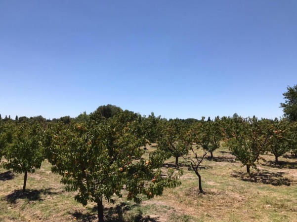 finca de 5500 m2 de plantacion de duraznos y casa de 120 m2 y galpon en Spinelli 751, El Cerrito