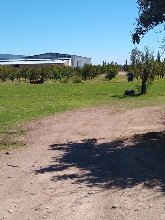 finca de 5500 m2 de plantacion de duraznos y casa de 120 m2 y galpon en Spinelli 751, El Cerrito