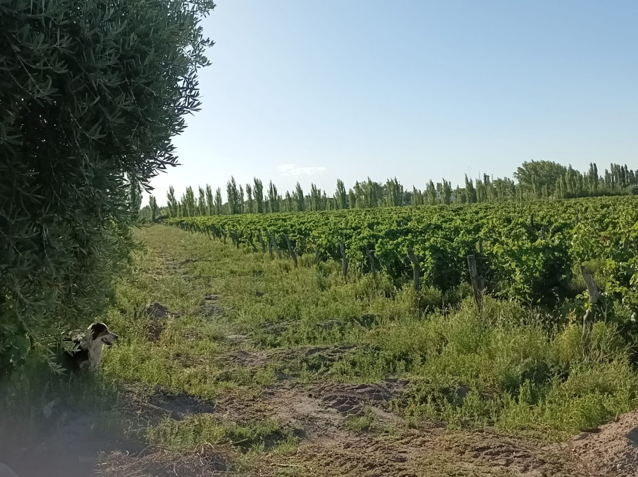 FINCA EN PRODUCCION DE 8 1/2 HECTAREAS  CON DOS CASAS , GALPON Y HERRAMIENTAS
