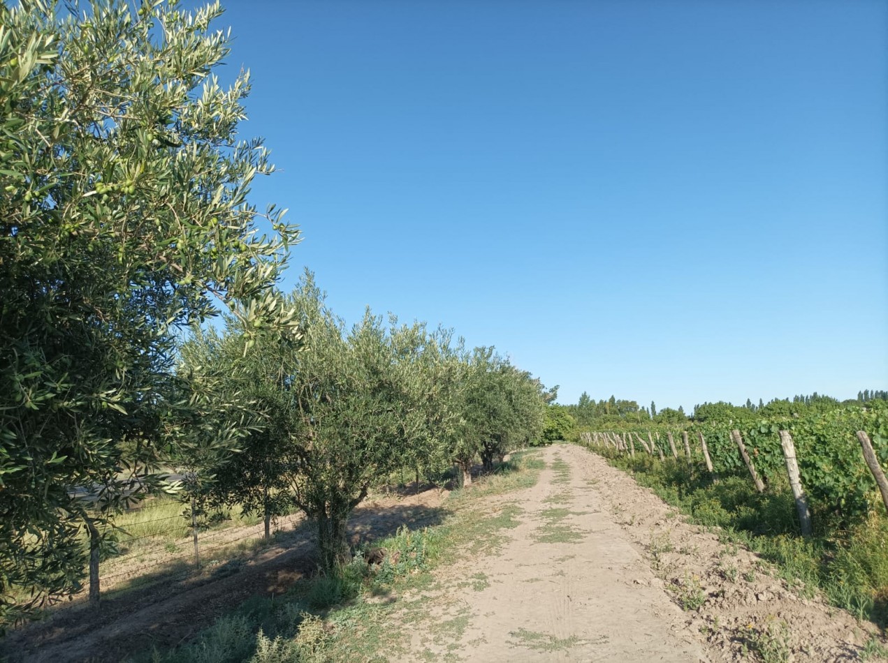 FINCA EN PRODUCCION DE 8 1/2 HECTAREAS  CON DOS CASAS , GALPON Y HERRAMIENTAS