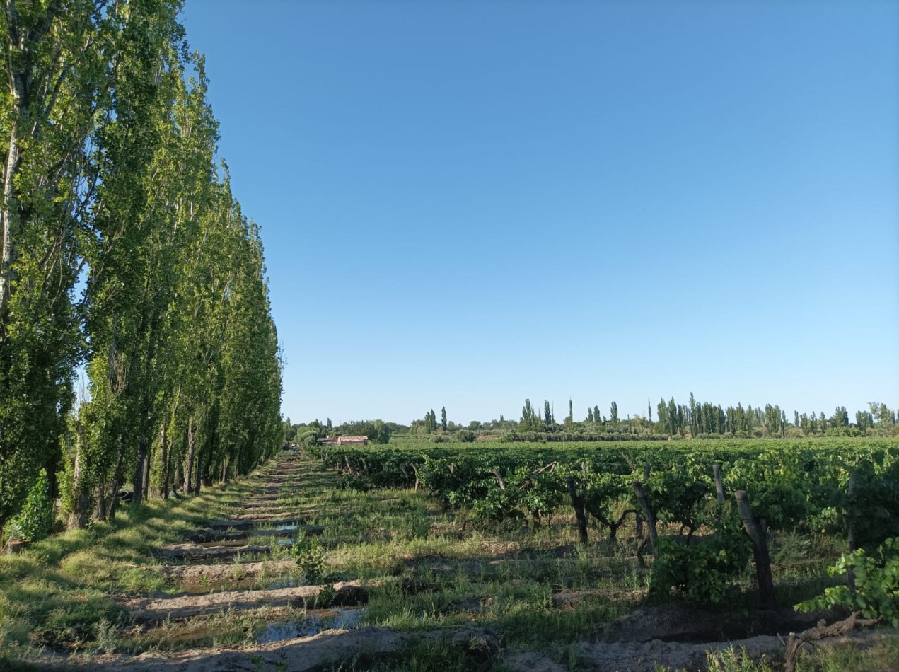 FINCA EN PRODUCCION DE 8 1/2 HECTAREAS  CON DOS CASAS , GALPON Y HERRAMIENTAS