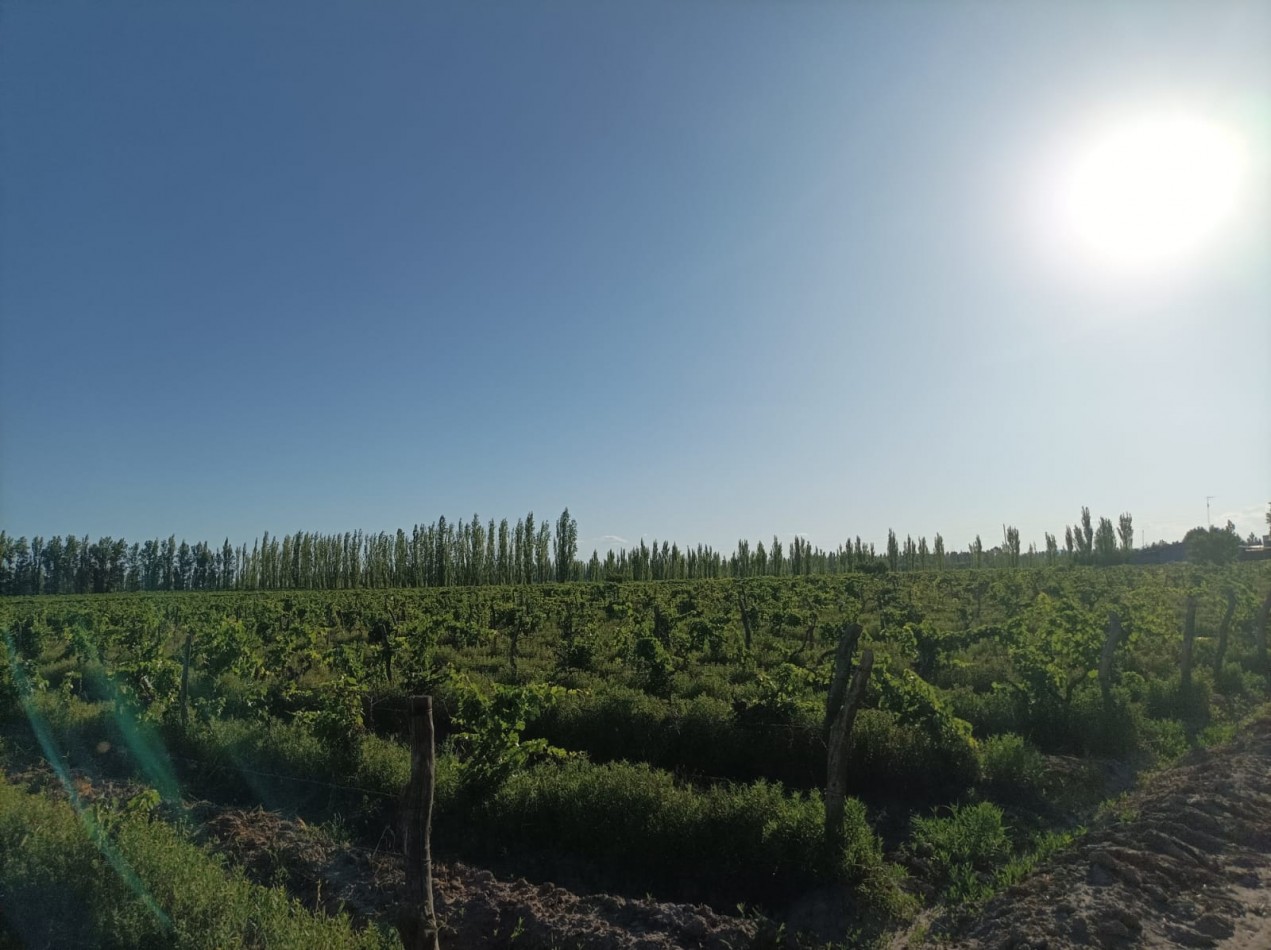 FINCA EN PRODUCCION DE 8 1/2 HECTAREAS  CON DOS CASAS , GALPON Y HERRAMIENTAS