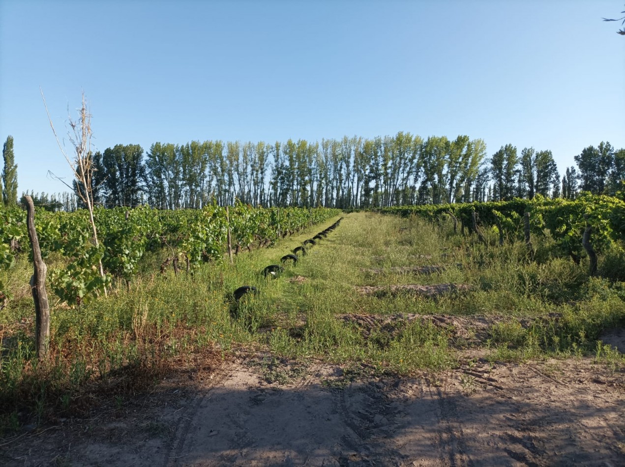 FINCA EN PRODUCCION DE 8 1/2 HECTAREAS  CON DOS CASAS , GALPON Y HERRAMIENTAS