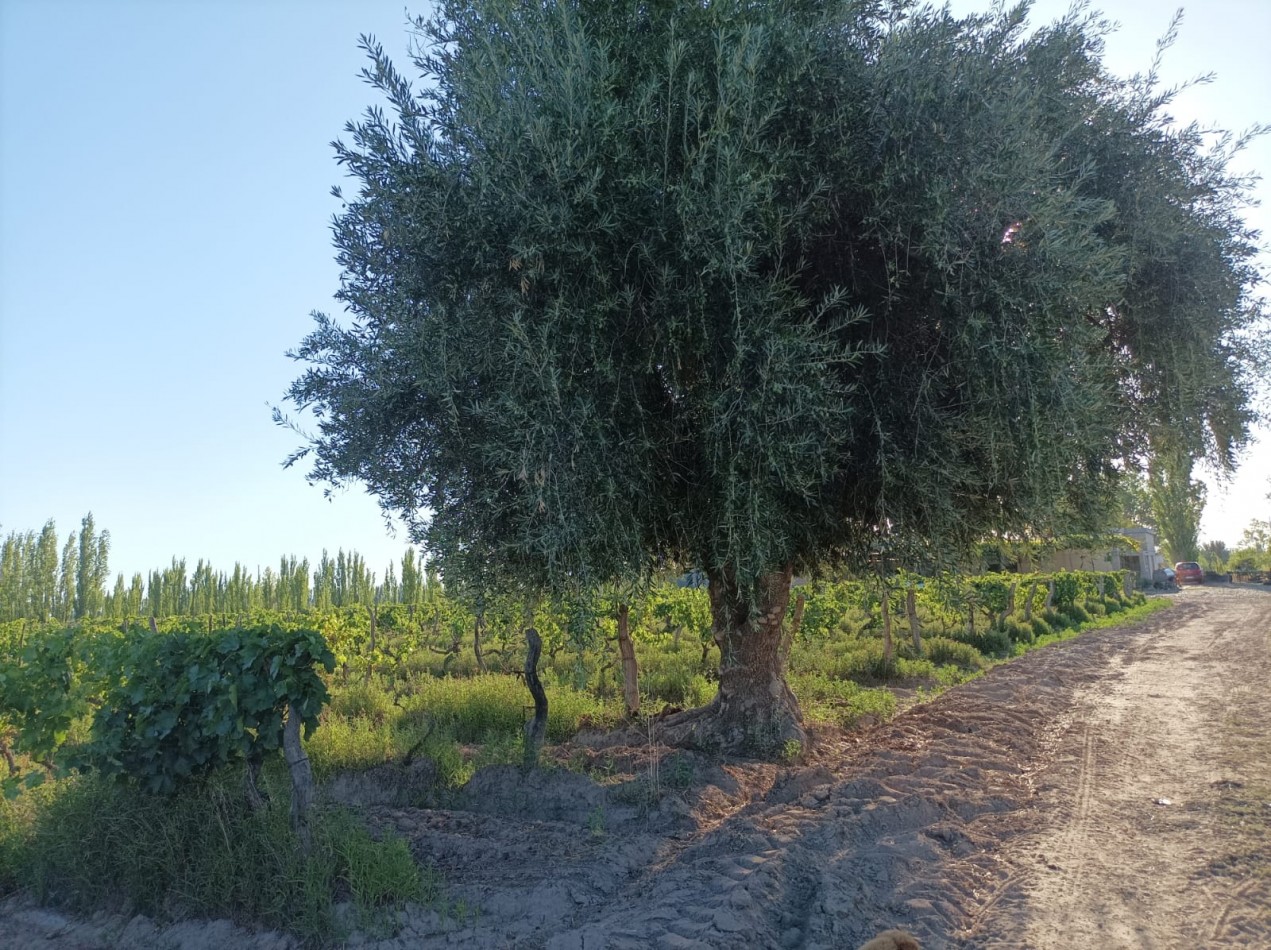 FINCA EN PRODUCCION DE 8 1/2 HECTAREAS  CON DOS CASAS , GALPON Y HERRAMIENTAS