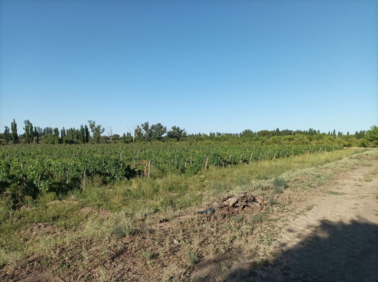 FINCA EN PRODUCCION DE 8 1/2 HECTAREAS  CON DOS CASAS , GALPON Y HERRAMIENTAS