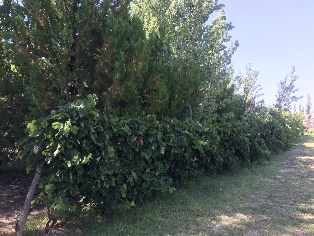 FINCA DE 2 HECTAREAS CON CASAS CERCA AEROPUERTO