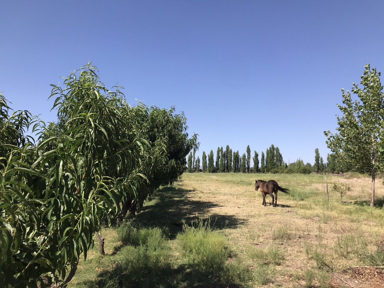 FINCA DE 2 HECTAREAS CON CASAS CERCA AEROPUERTO