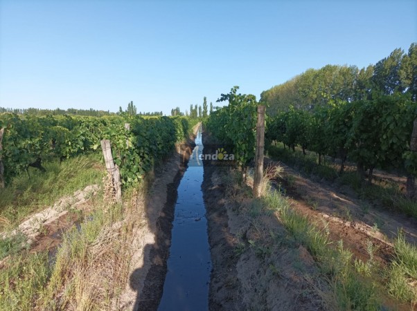 FINCA EN PRODUCCION DE 8 1/2 HECTAREAS  CON DOS CASAS , GALPON Y HERRAMIENTAS