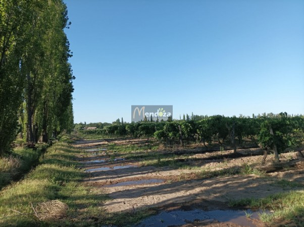 FINCA EN PRODUCCION DE 8 1/2 HECTAREAS  CON DOS CASAS , GALPON Y HERRAMIENTAS